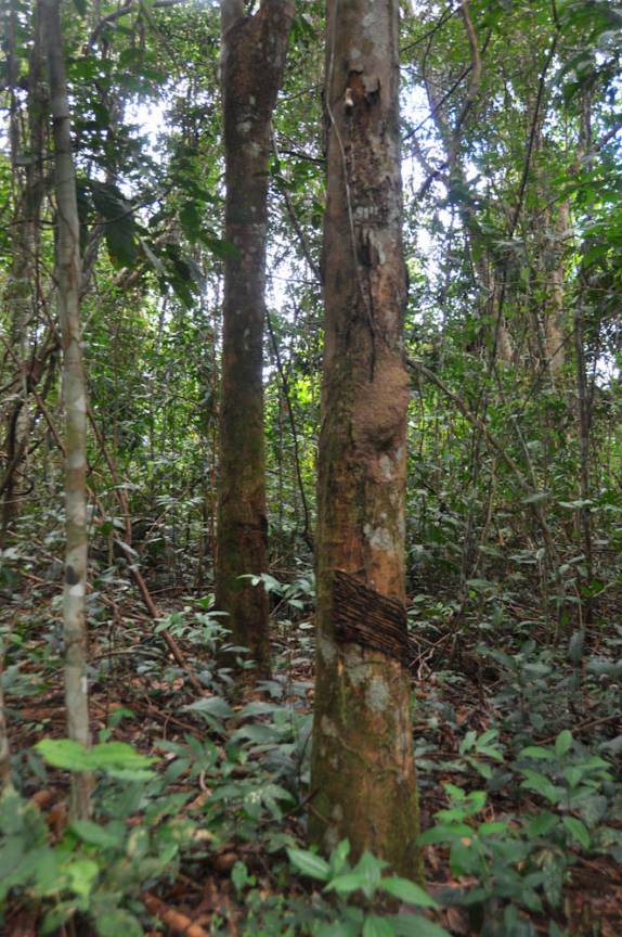 Seringueira com cicatrizes, na FLONA, comunidade de São Domingo, região de Alter do Chão - PA